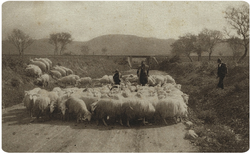 Tutti i formaggi Sardi. Campidano di Cagliari pastore sardo 1905.