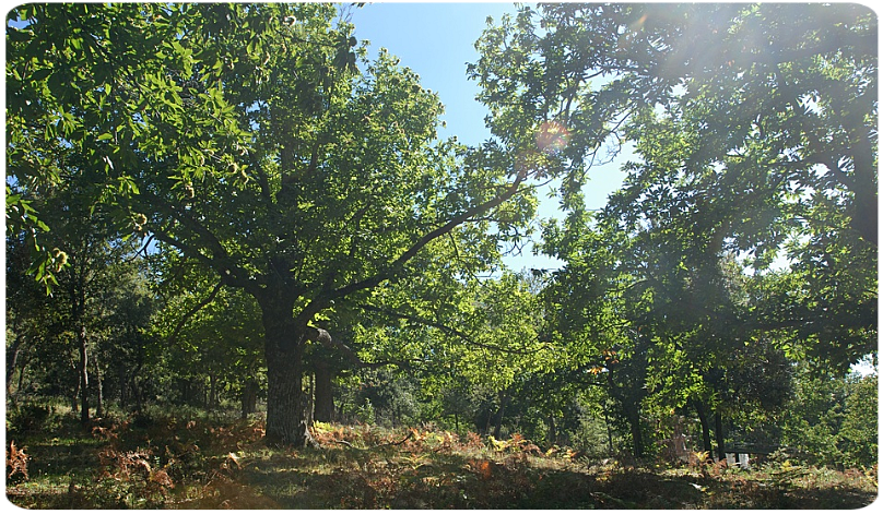 Castagneto nei pressi di Belvì Castagneto nei pressi di Belvì