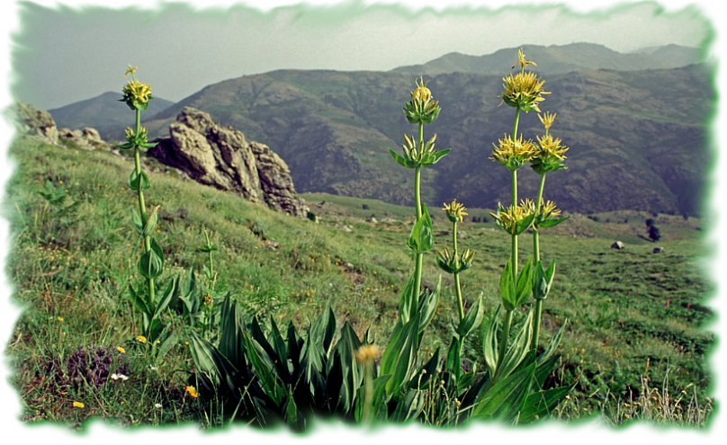 Gennargentu, Gentiana lutea. Mamoiada.