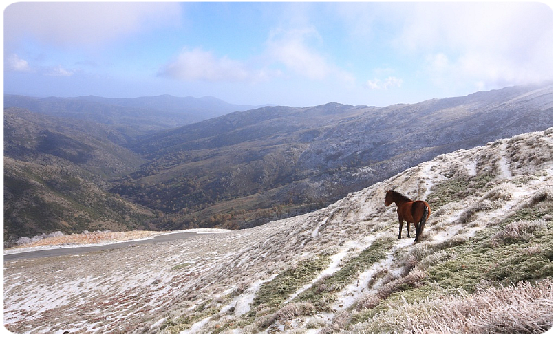 Gennargentu cavallo allo stato brado.