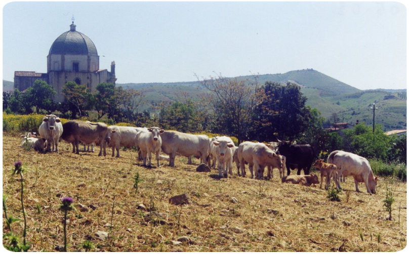Mucche al Pascolo in Sardegna