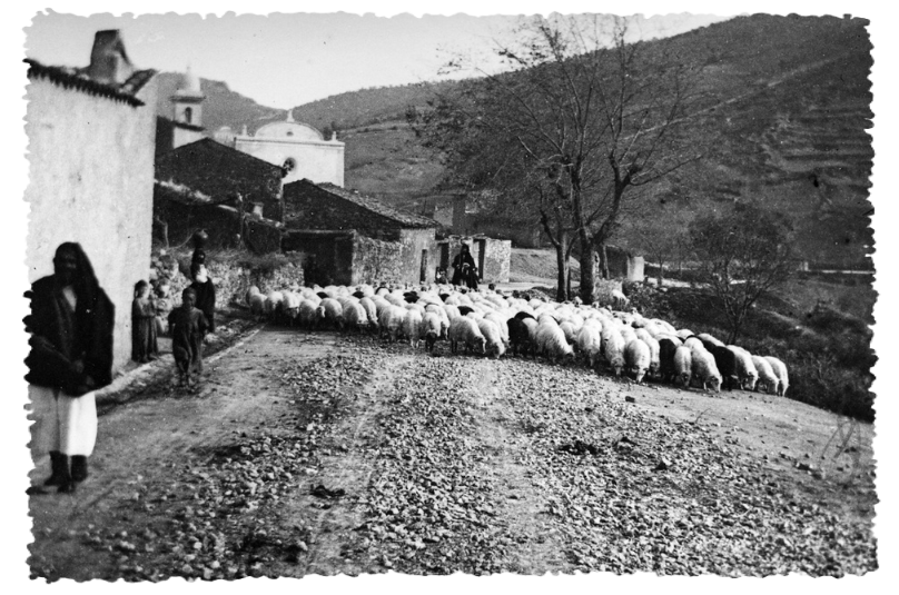 Il gregge foto di Pirari Piero primi decenni del 900, informazioni storiche e gastronomiche sul Formaggio Sardo.