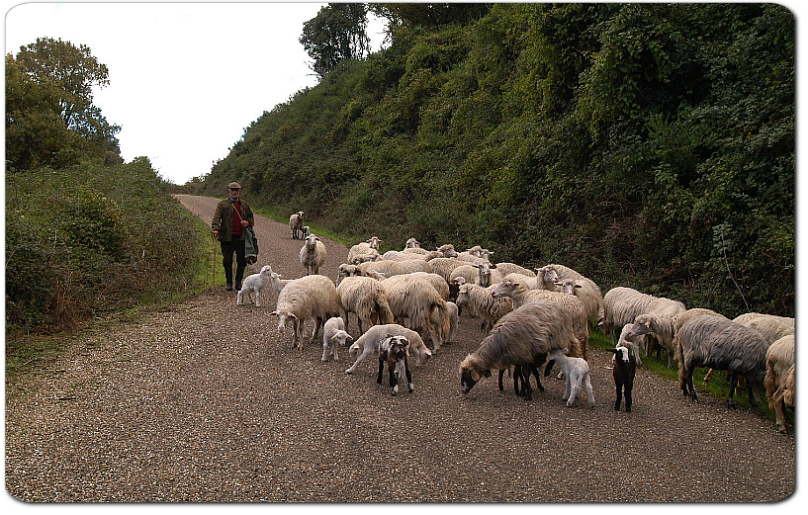 Pecore al pascolo in Sardegna.