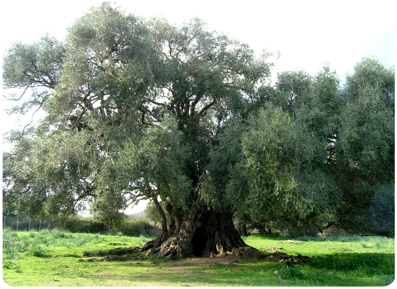 Il patriarca di Luras Ulivo Millenario